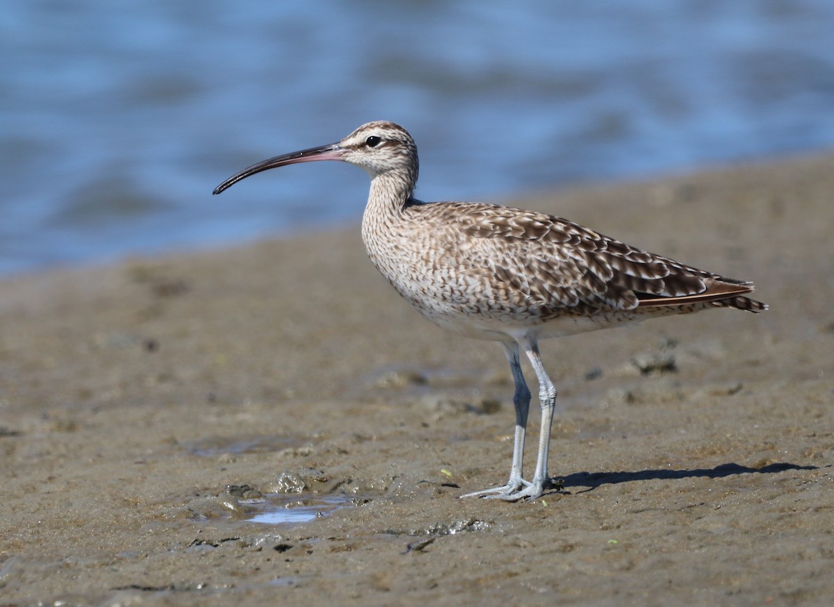 Whimbrel - Chris Overington