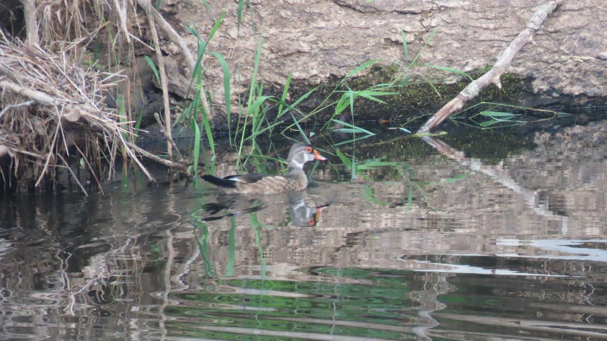 Wood Duck - ML622148547