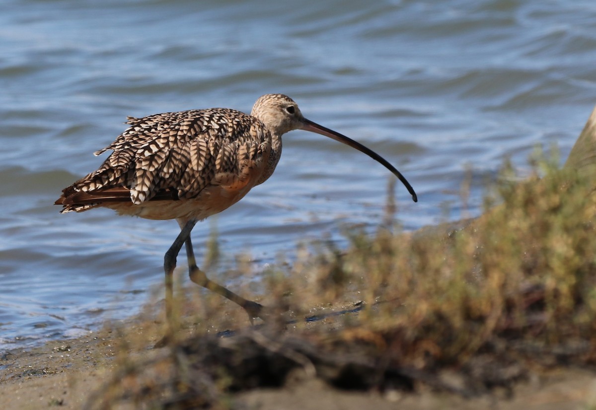 Long-billed Curlew - ML622148548