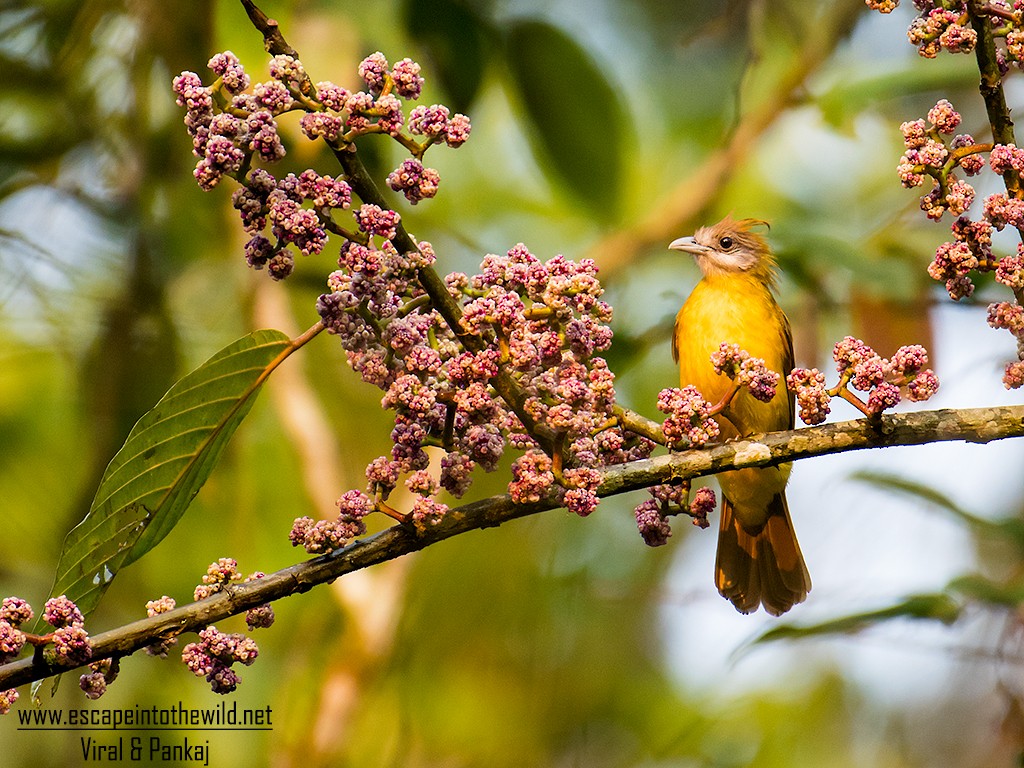 White-throated Bulbul - ML622148549