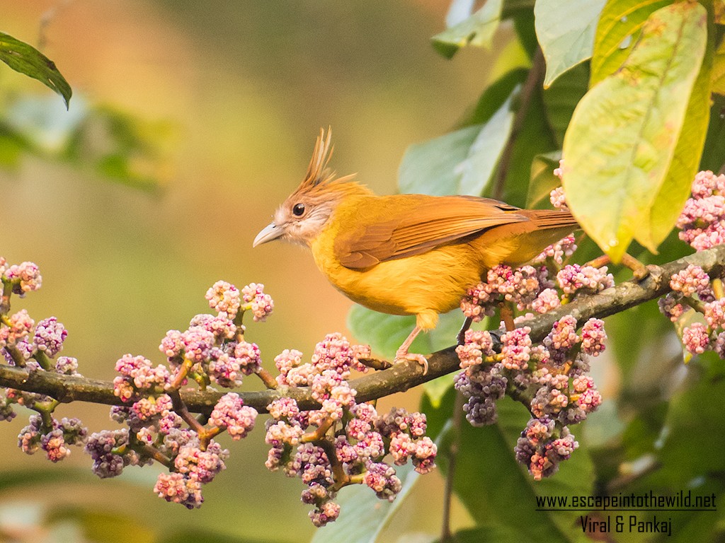 White-throated Bulbul - ML622148550