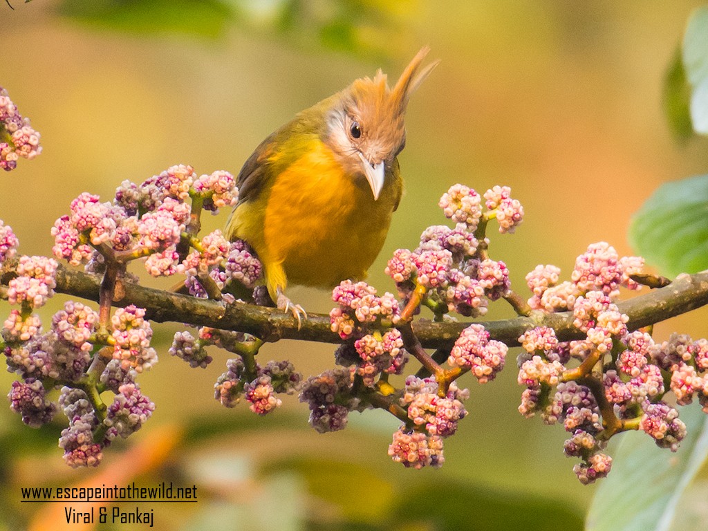 White-throated Bulbul - ML622148551