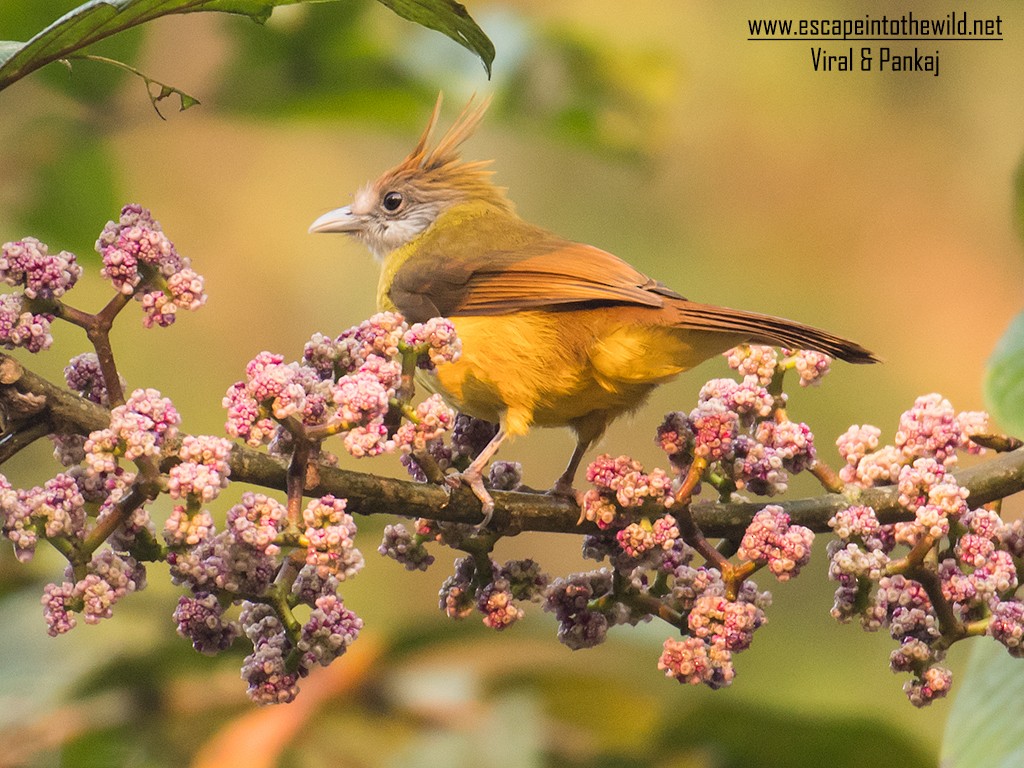 White-throated Bulbul - ML622148552