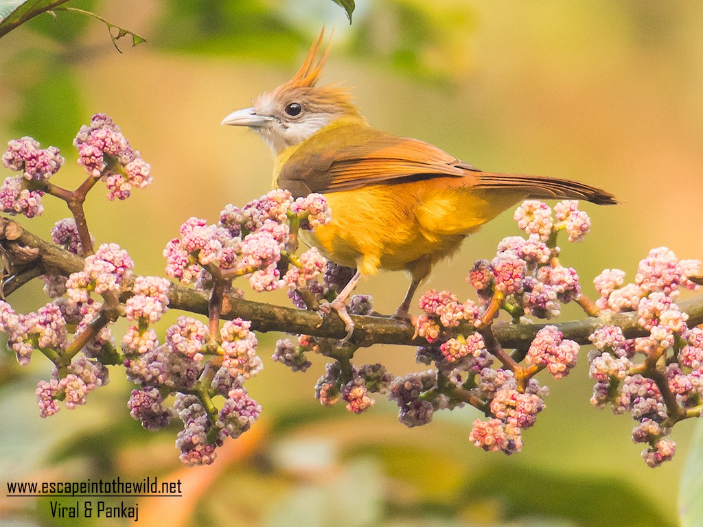 White-throated Bulbul - ML622148553