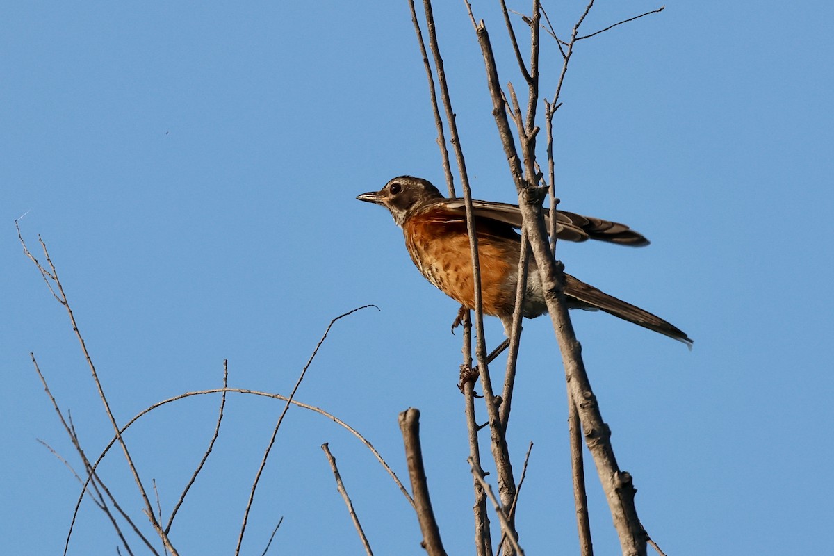 American Robin - Paul Gorday