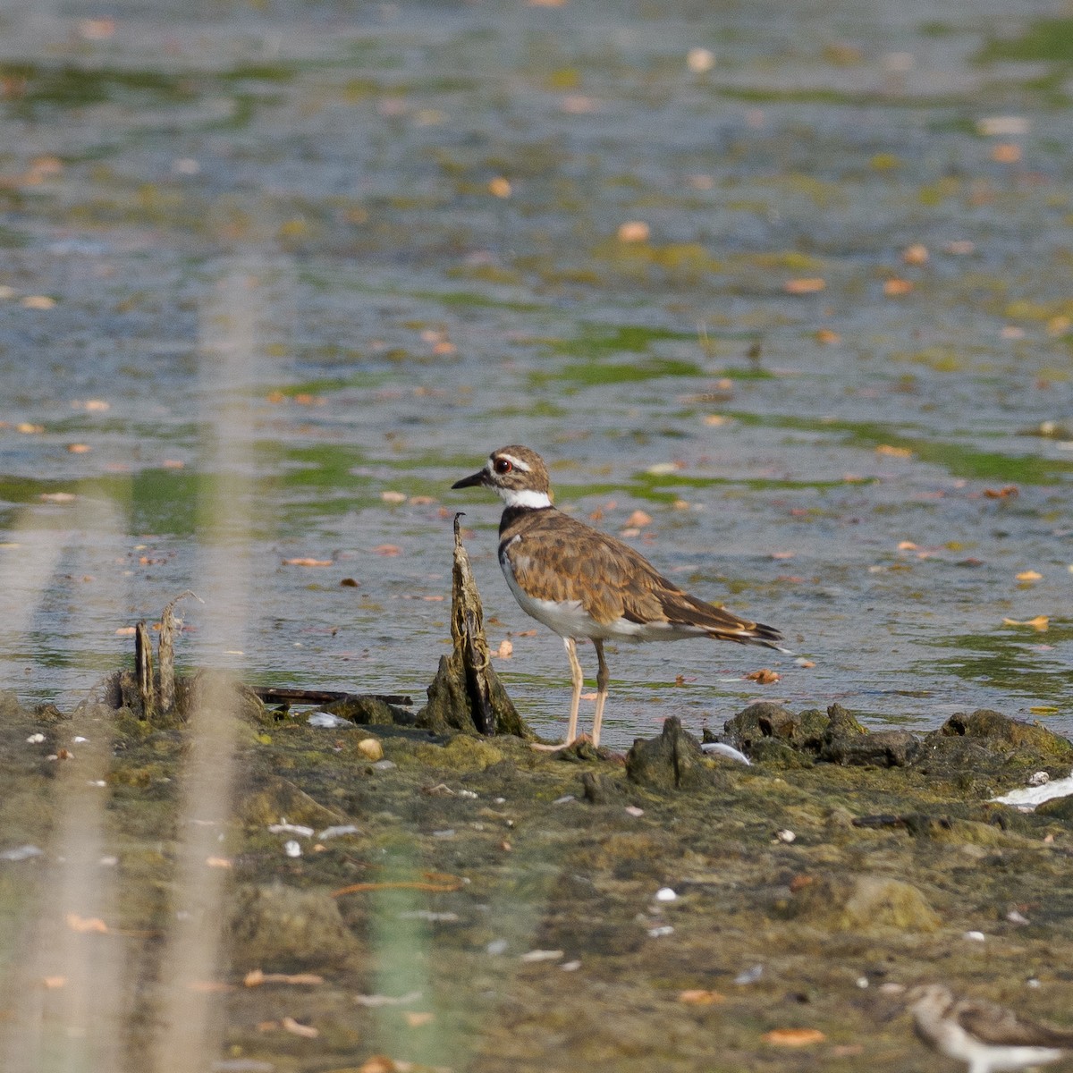 Killdeer - ML622148555