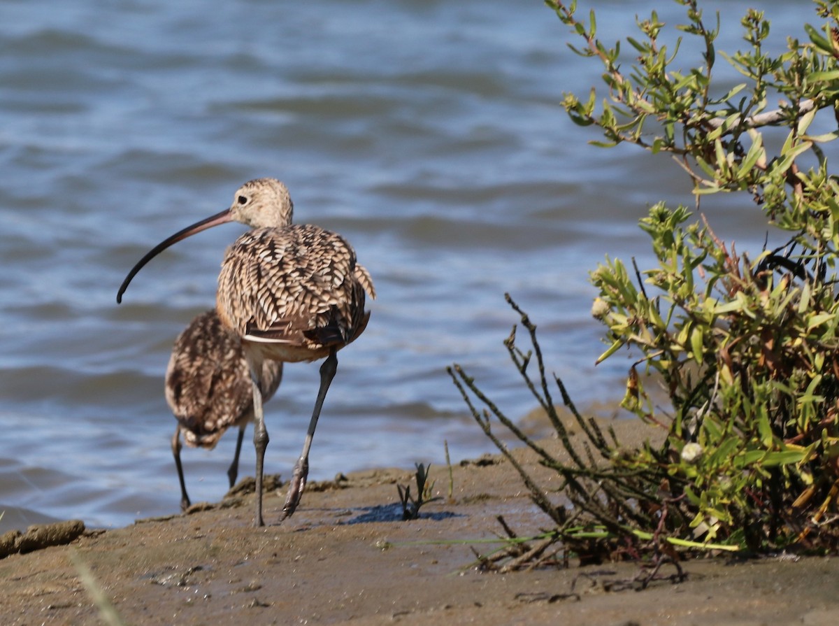 Long-billed Curlew - ML622148556
