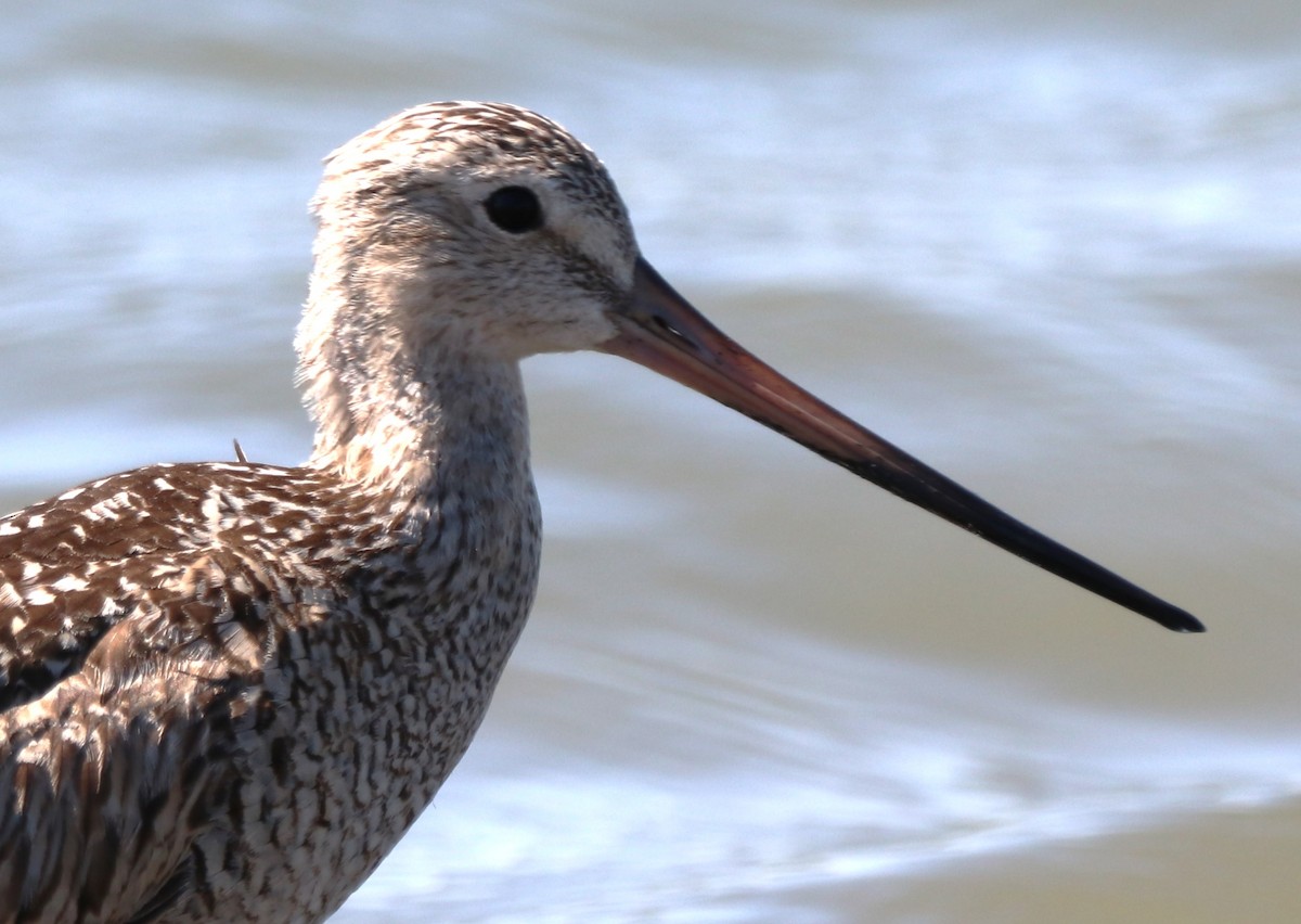 Marbled Godwit - Chris Overington