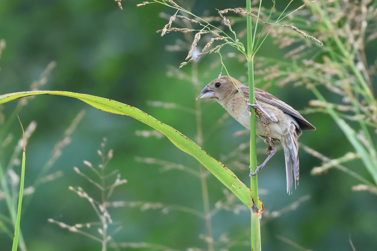 Blue Grosbeak - ML622148558