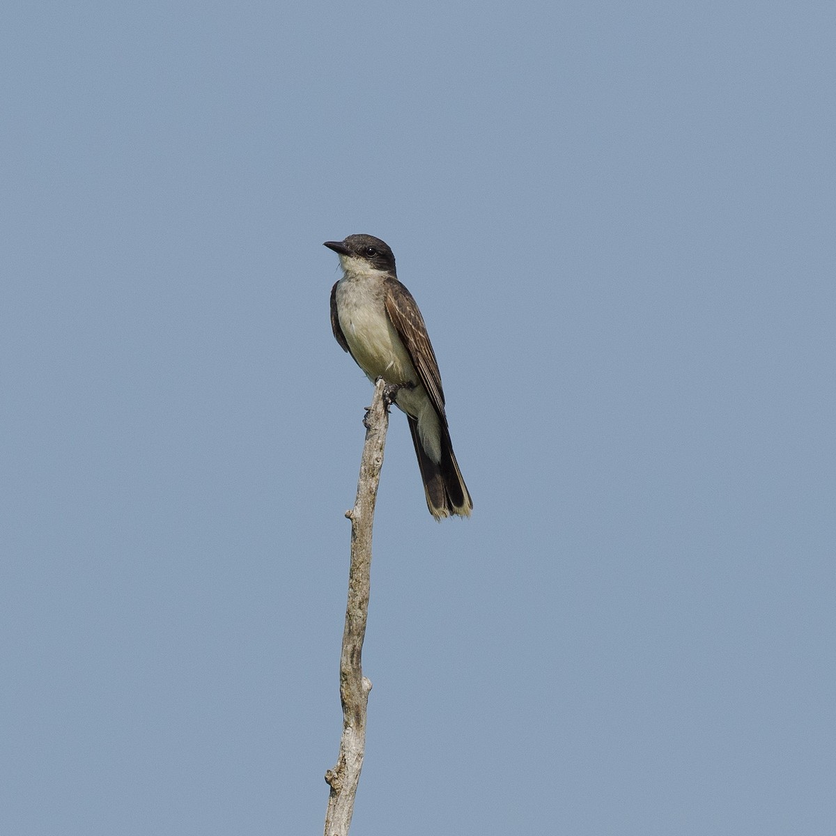 Eastern Kingbird - ML622148559