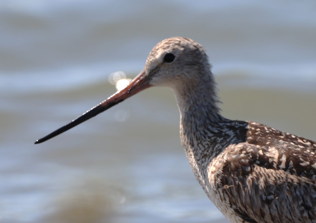 Marbled Godwit - Chris Overington