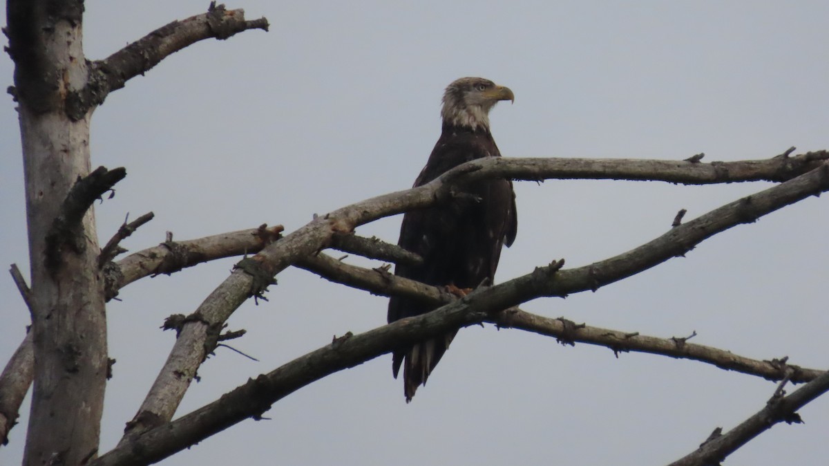 Bald Eagle - ML622148561