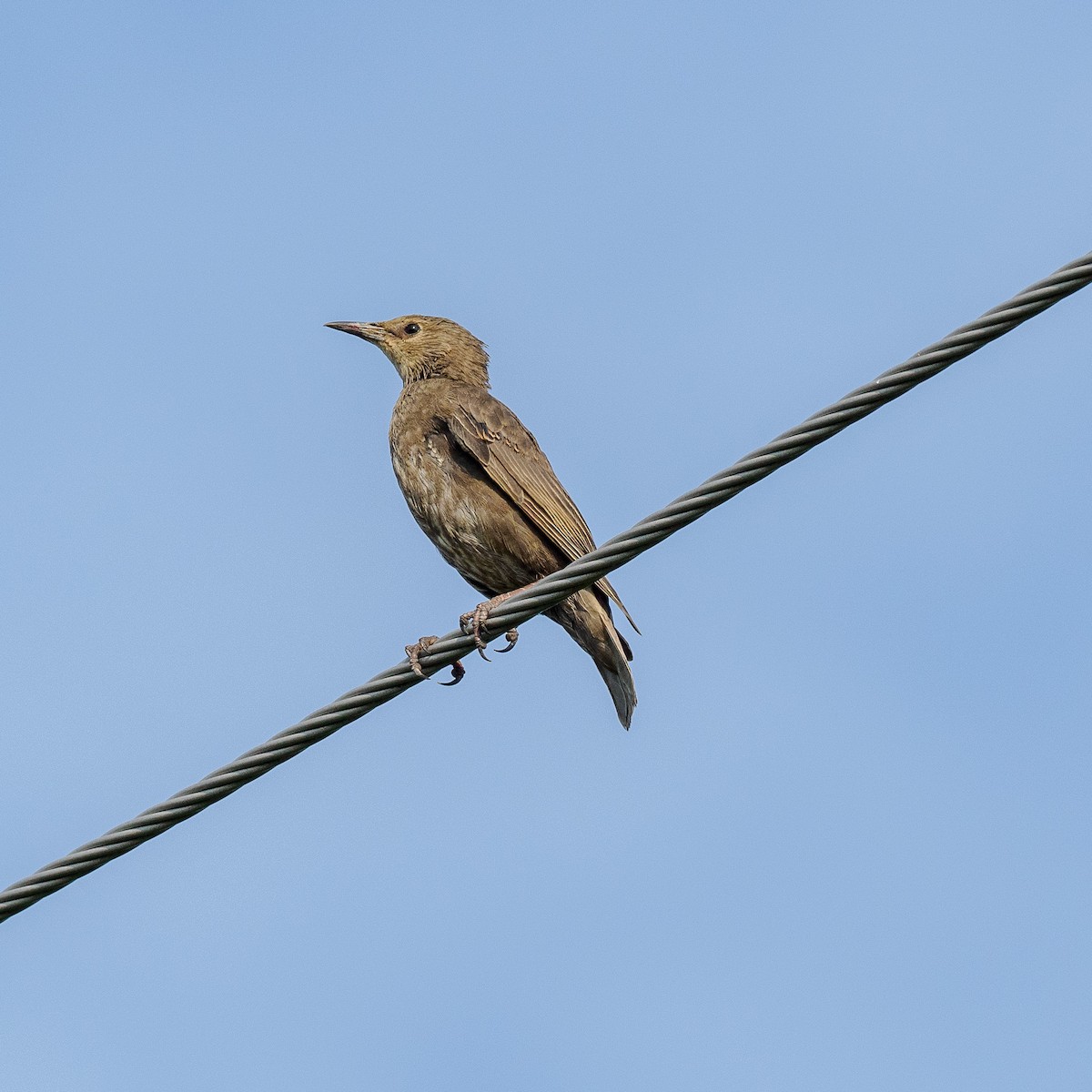 European Starling - ML622148563