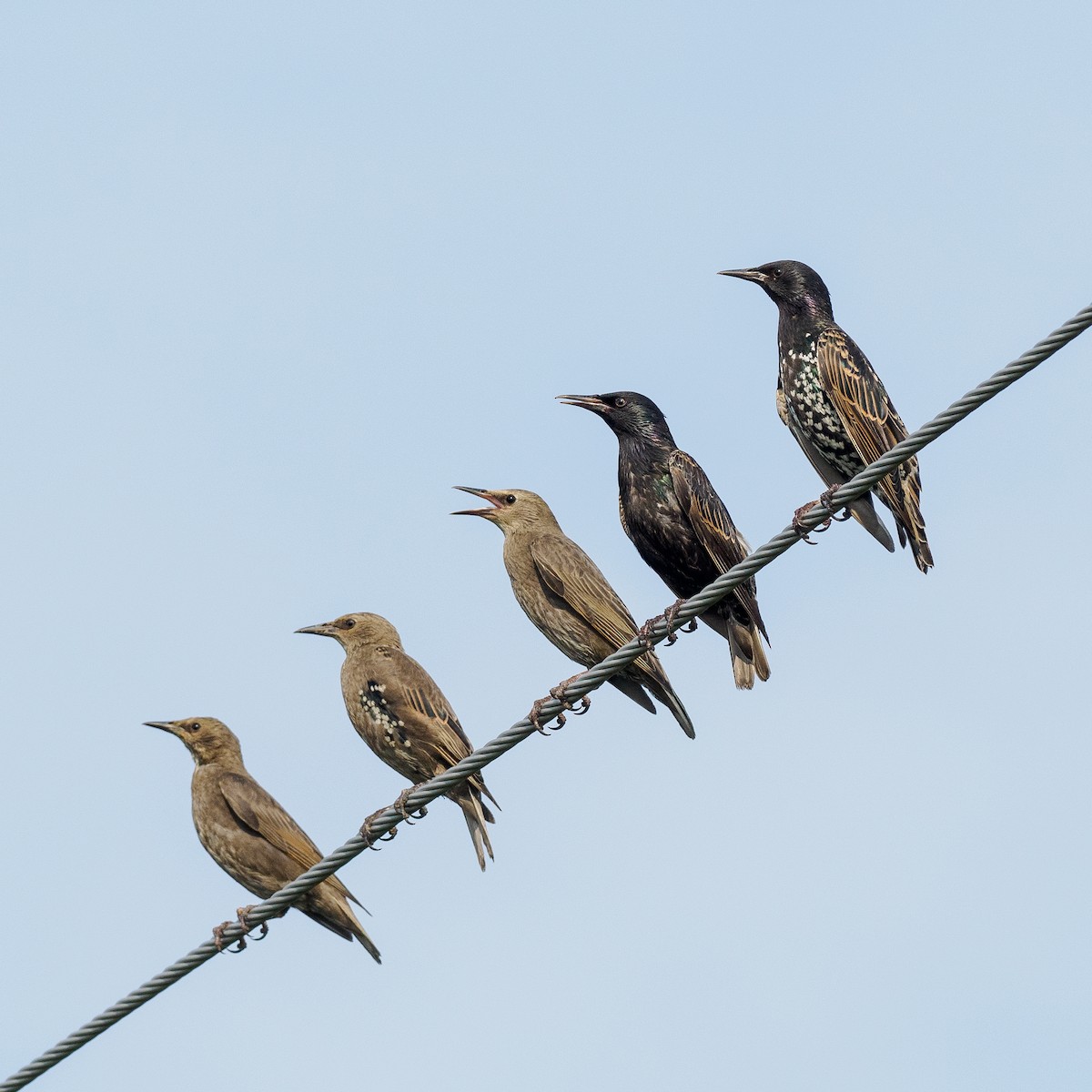 European Starling - ML622148564