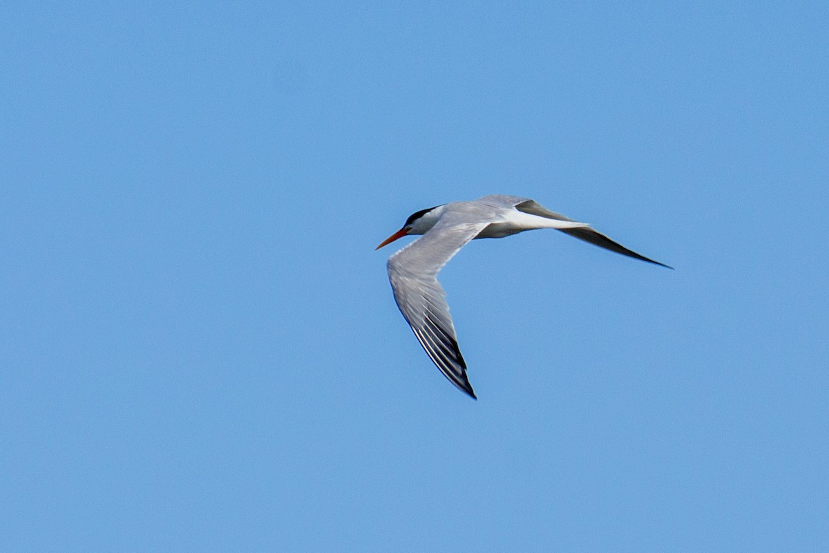 Elegant Tern - Christina Kidd