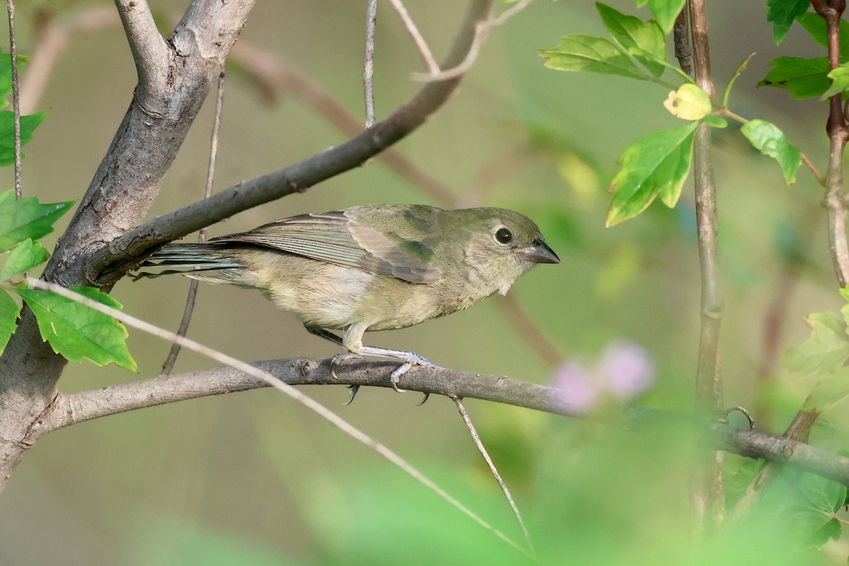 Indigo Bunting - ML622148566