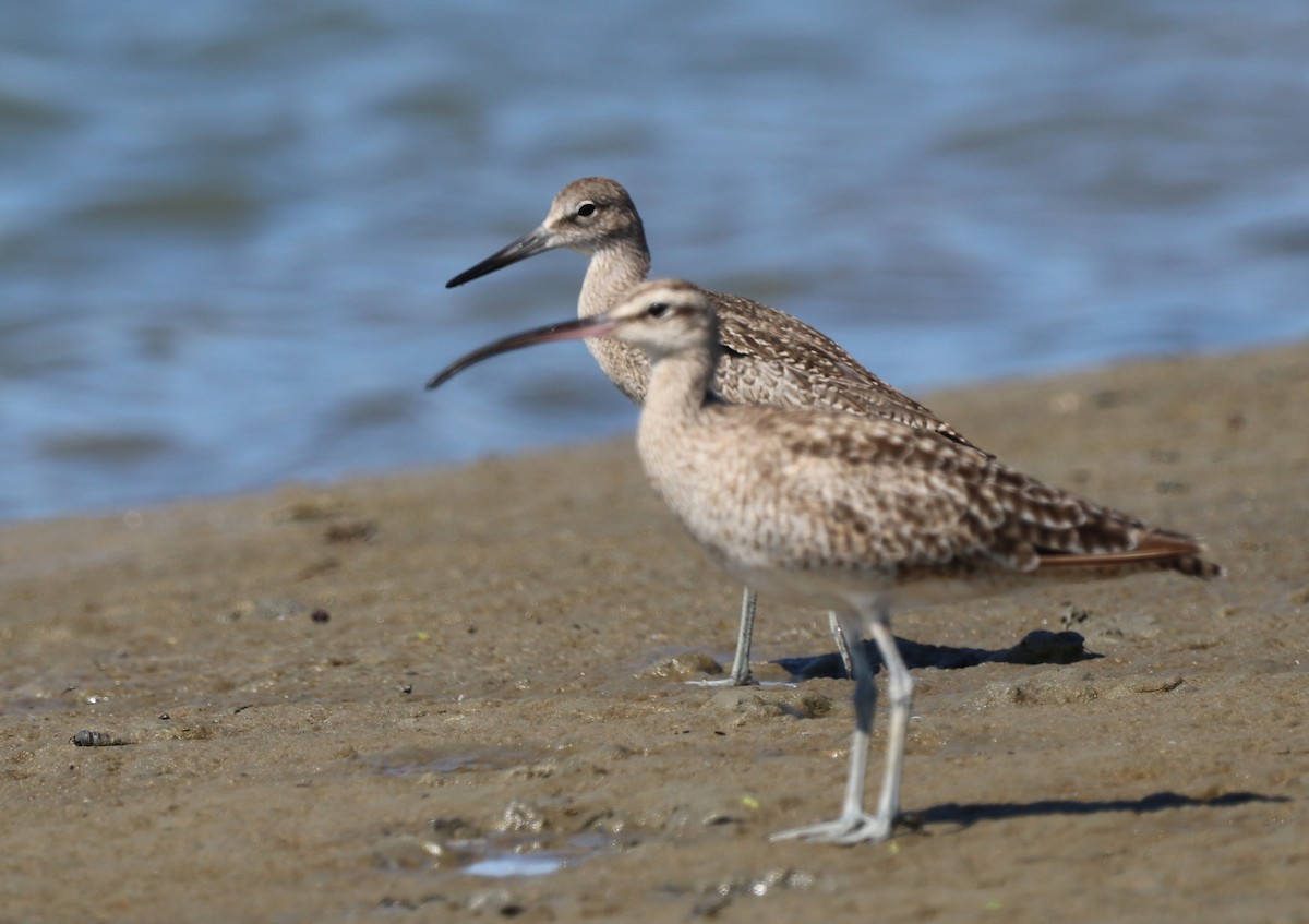 Willet - ML622148570