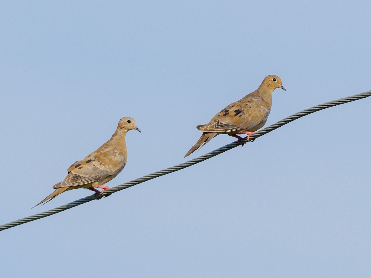 Mourning Dove - ML622148571