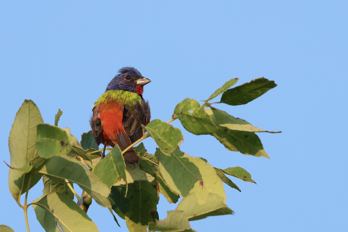 Painted Bunting - ML622148572