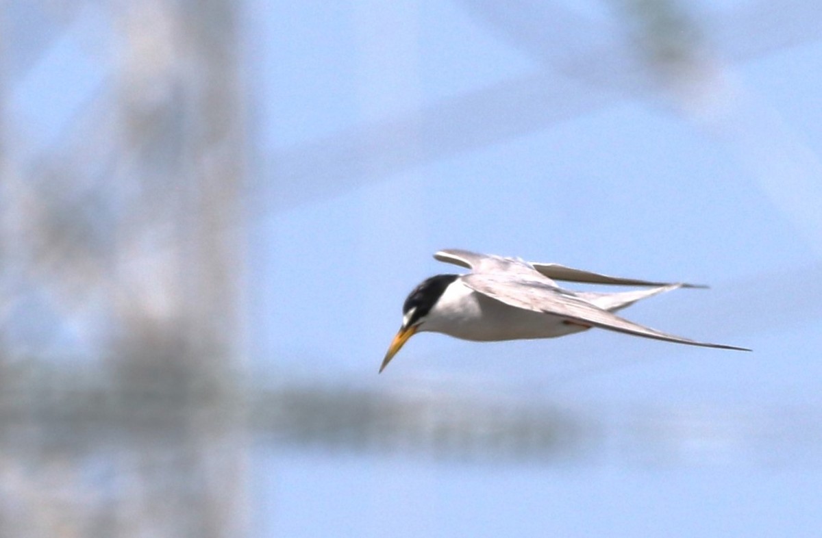 Least Tern - ML622148574