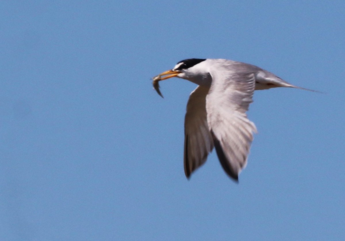 Least Tern - ML622148575