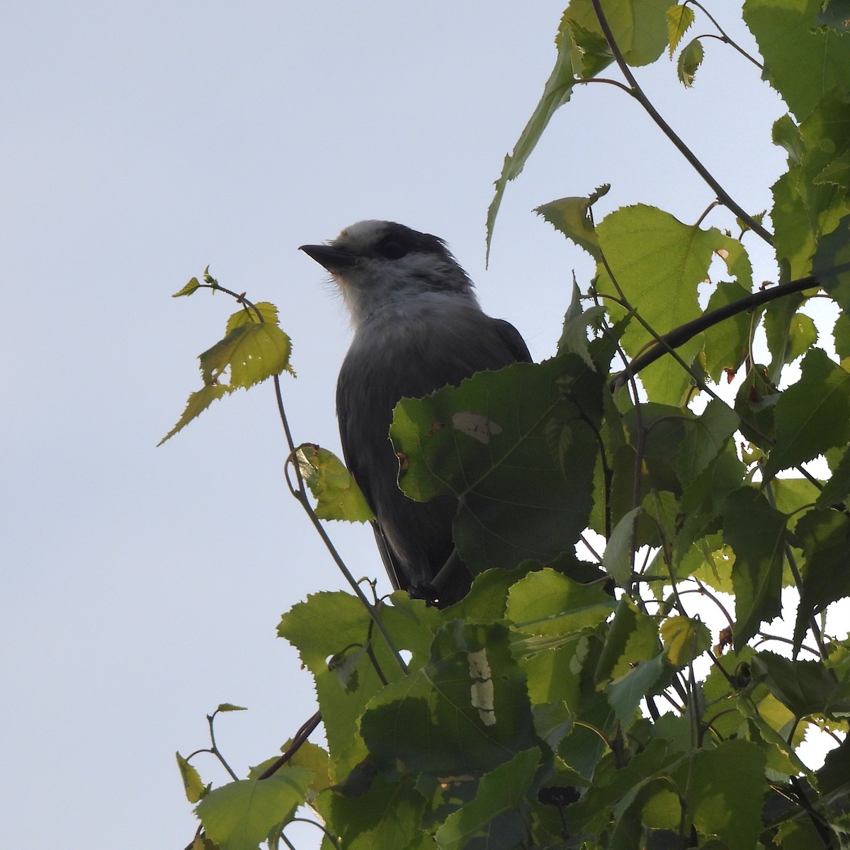 Canada Jay - ML622148576