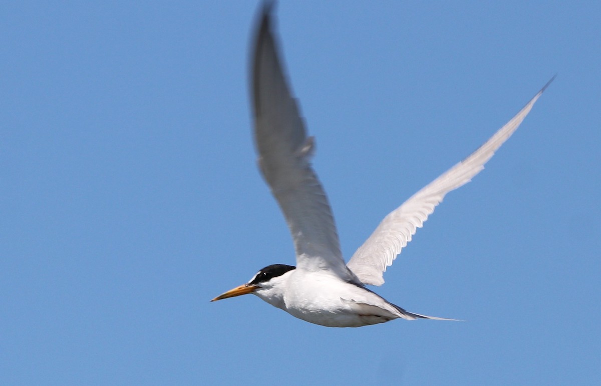 Least Tern - ML622148578