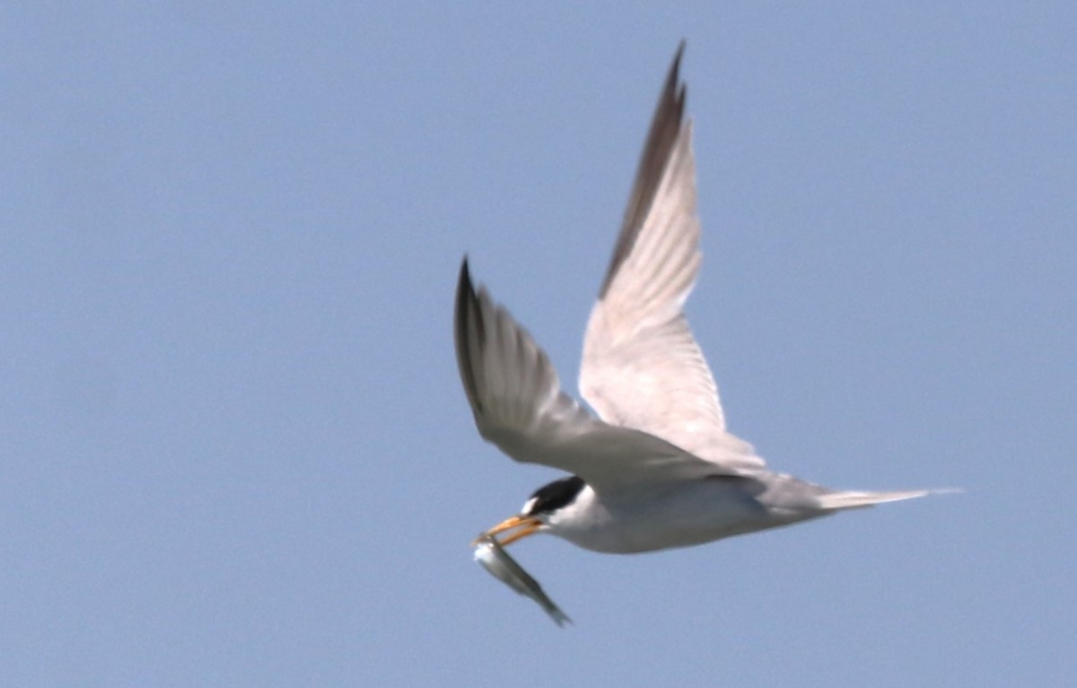 Least Tern - Chris Overington