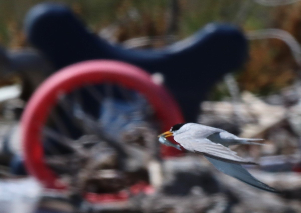 Least Tern - ML622148585