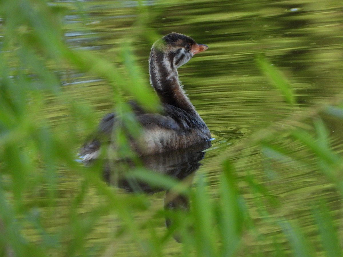 Pied-billed Grebe - ML622148596