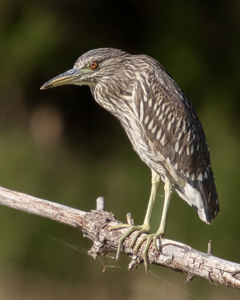 Black-crowned Night Heron - ML622148602