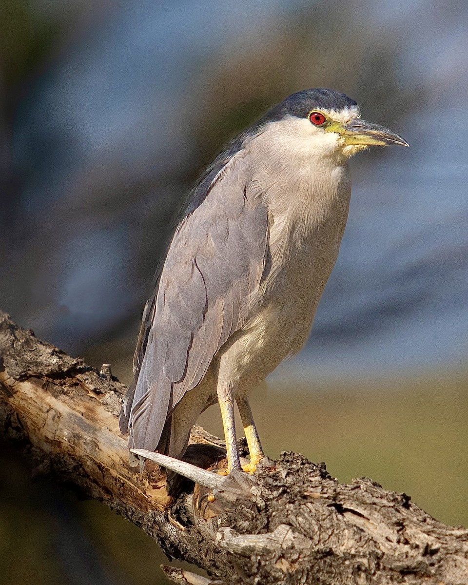 Black-crowned Night Heron - ML622148603