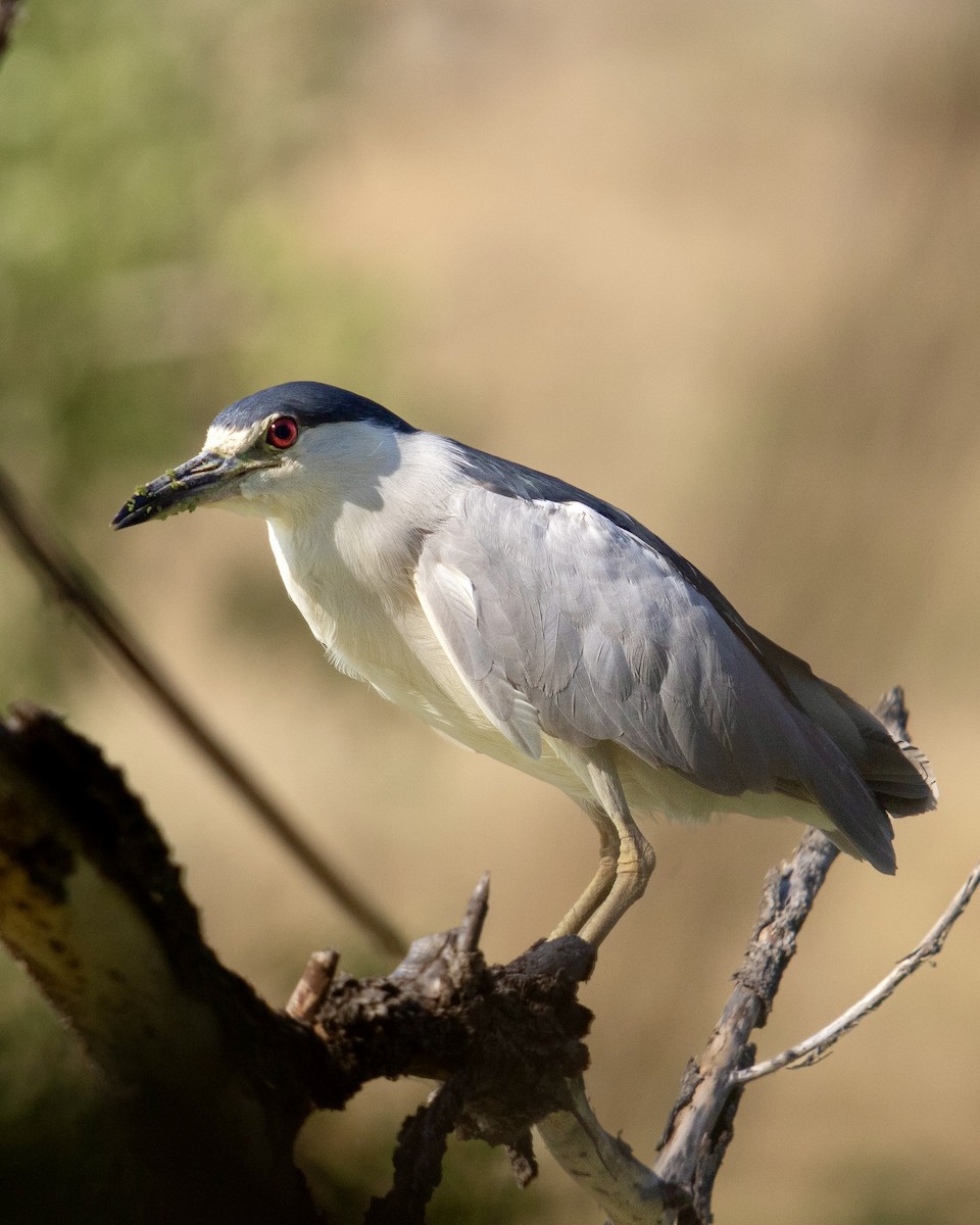 Black-crowned Night Heron - ML622148604