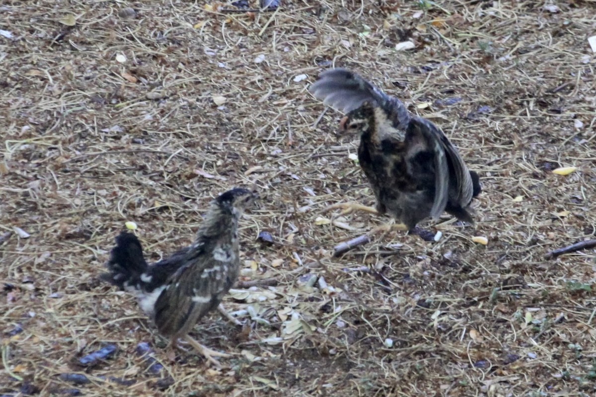 Red Junglefowl (Domestic type) - ML622148607