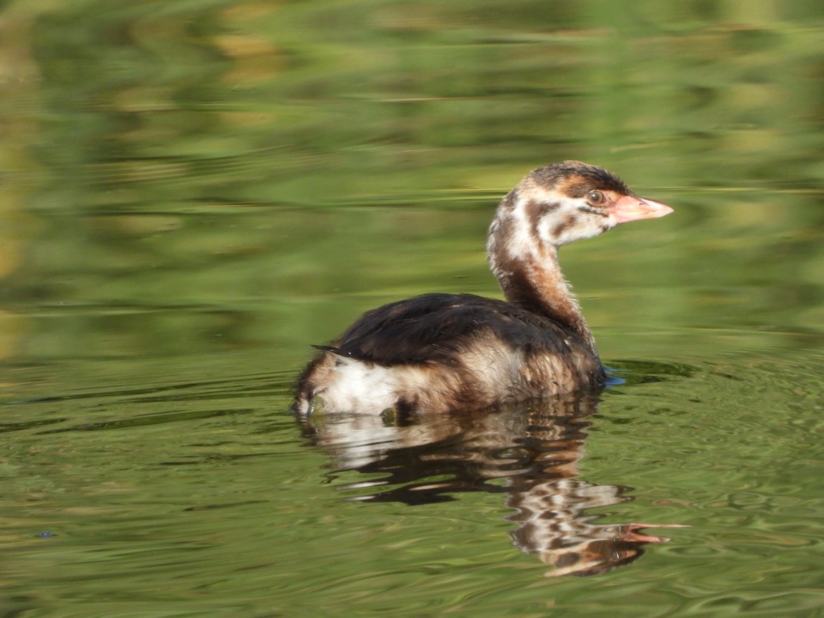 Pied-billed Grebe - ML622148612