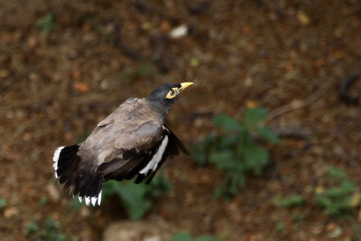 Common Myna - ML622148639