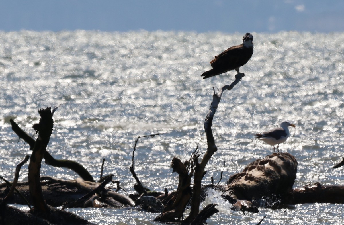 Osprey - Chris Overington