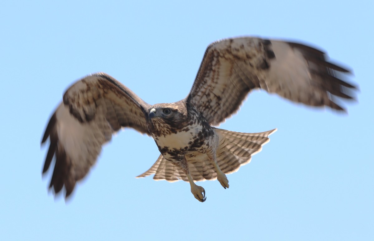 Red-tailed Hawk - ML622148657