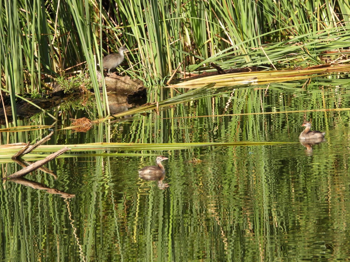 Pied-billed Grebe - ML622148658