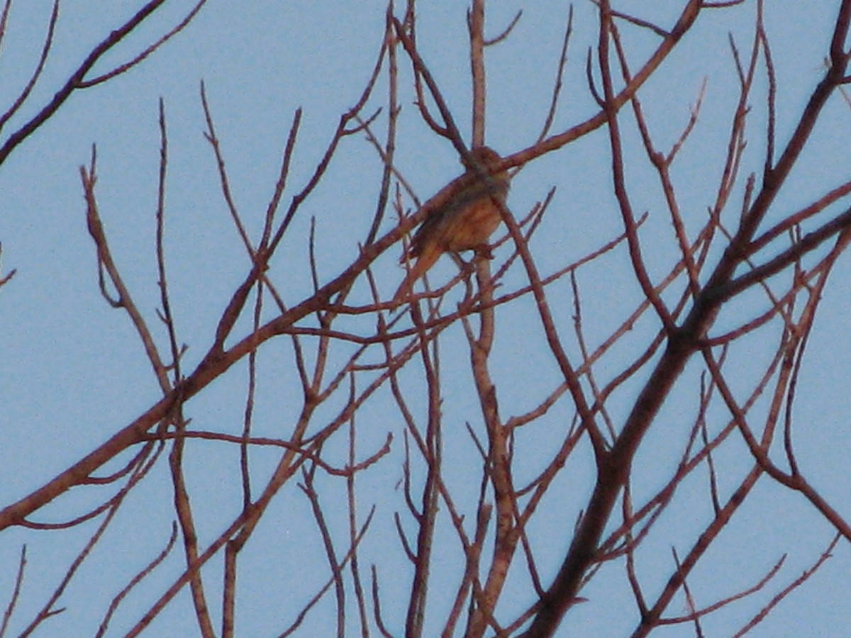 House Finch - ML622148661