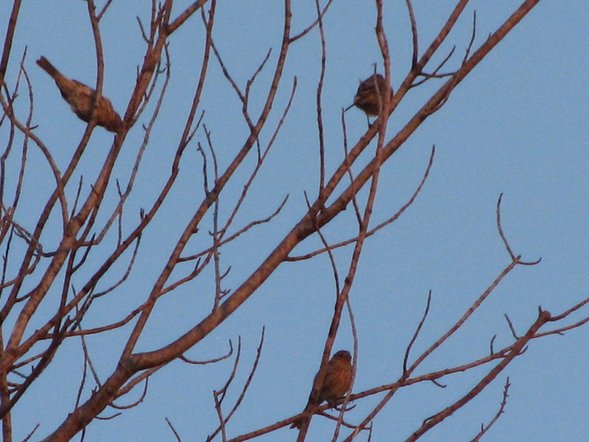 House Finch - Theramansi Lion