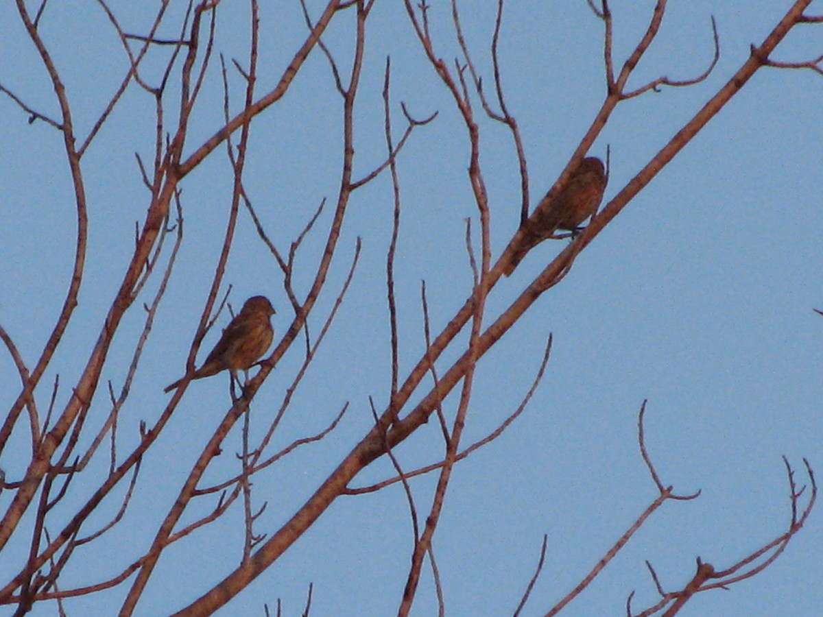 House Finch - ML622148664