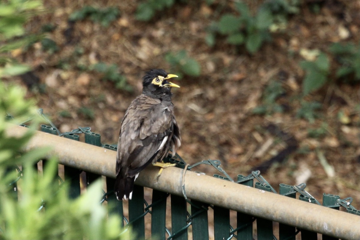 Common Myna - ML622148669