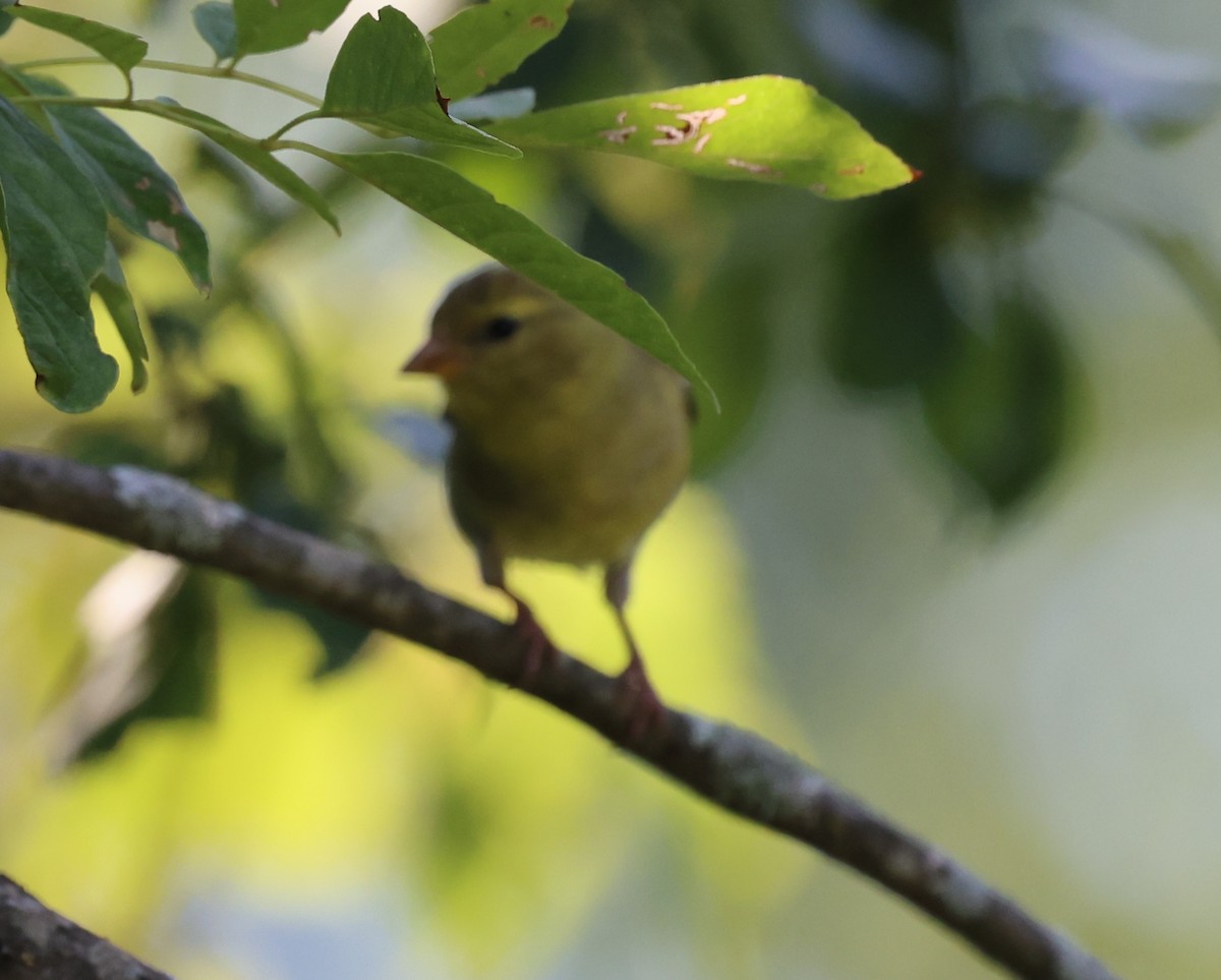 American Goldfinch - ML622148671