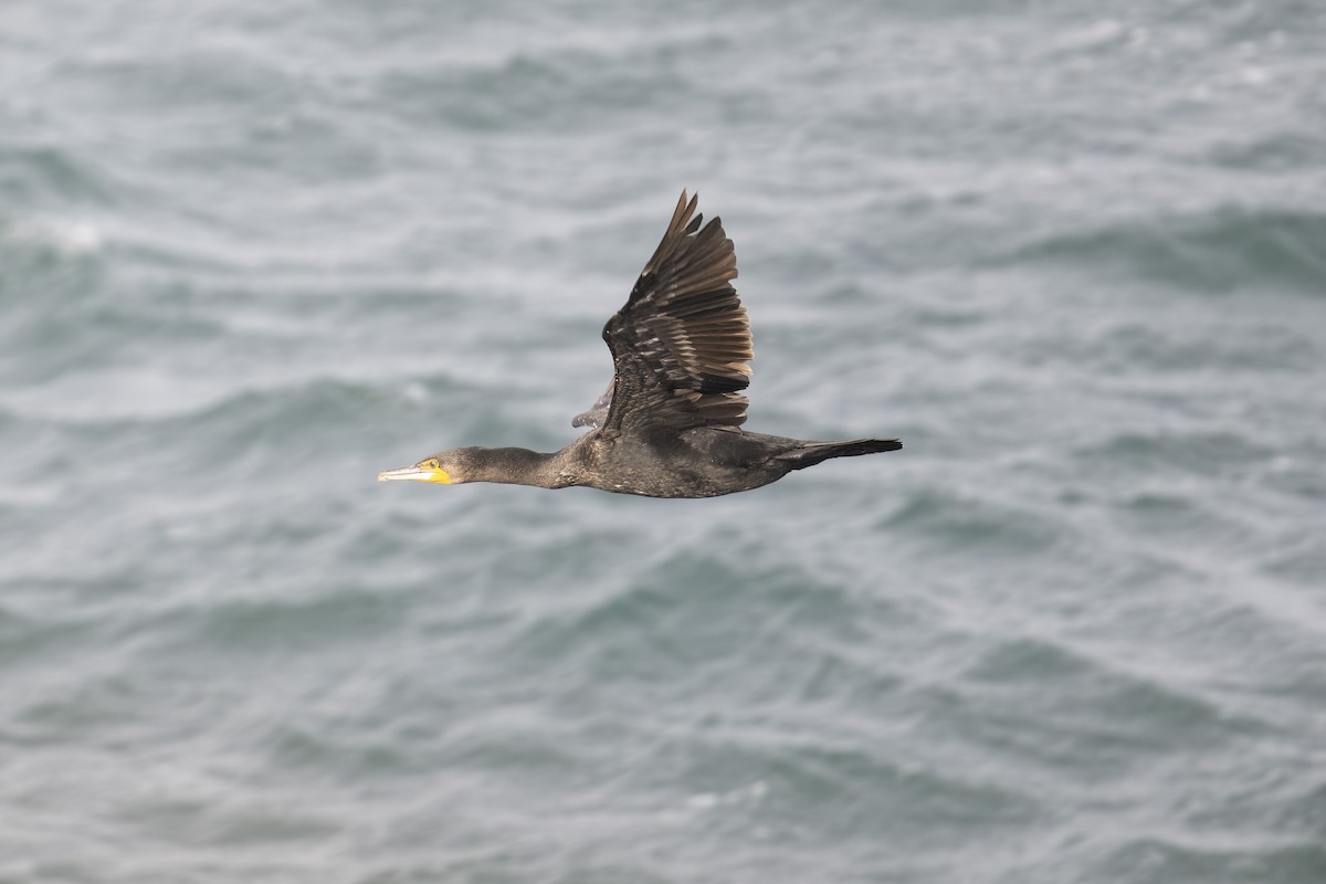 Great Cormorant (Australasian) - Mike Hooper