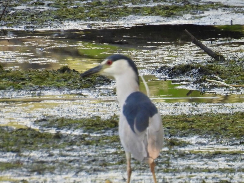 Black-crowned Night Heron - ML622148676