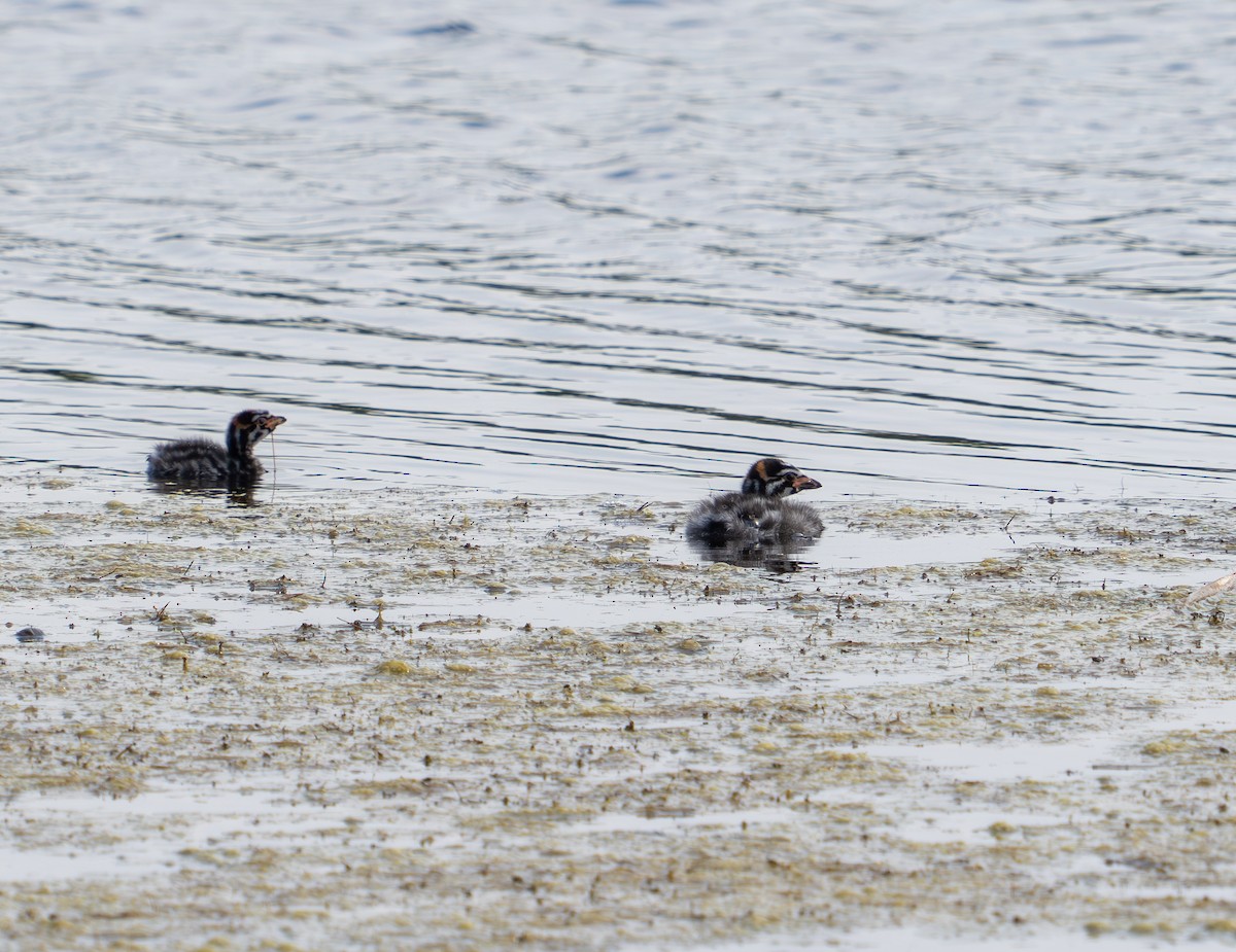 Pied-billed Grebe - Andrew Bailey