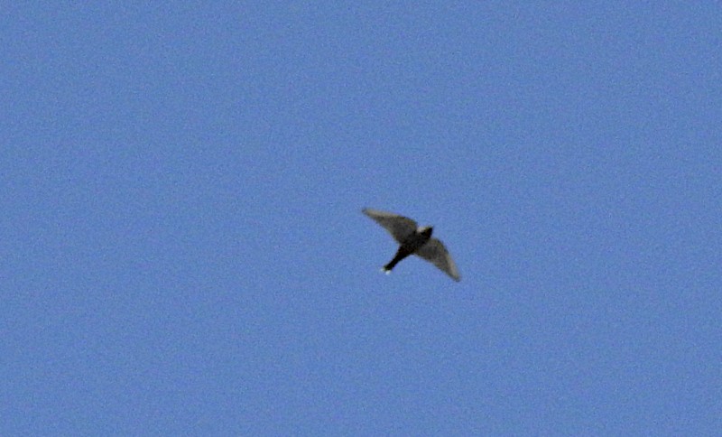 Dusky Woodswallow - Marie Tarrant