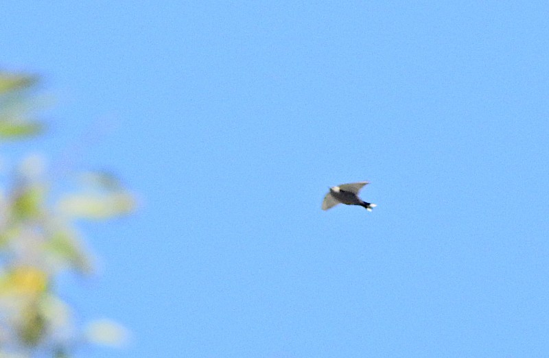 Dusky Woodswallow - ML622148698