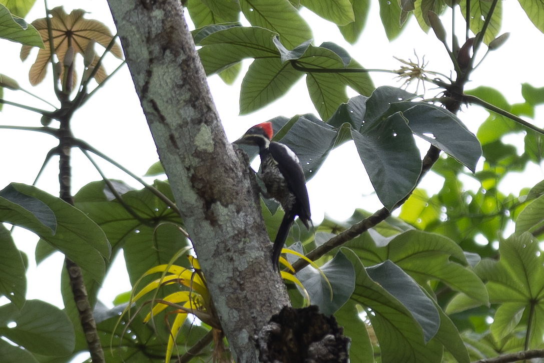 Lineated Woodpecker - ML622148715